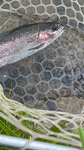 ニジマスの釣果