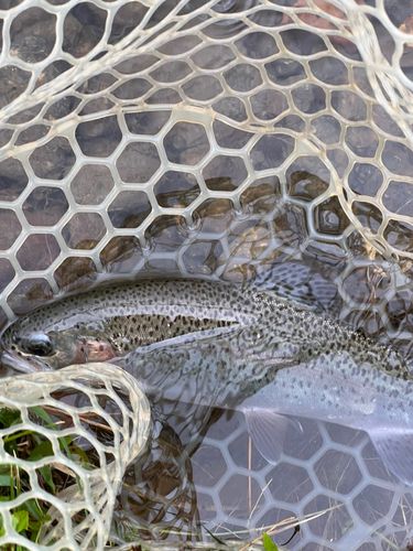 ニジマスの釣果