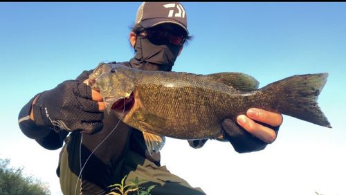 スモールマウスバスの釣果