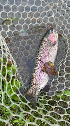 ニジマスの釣果