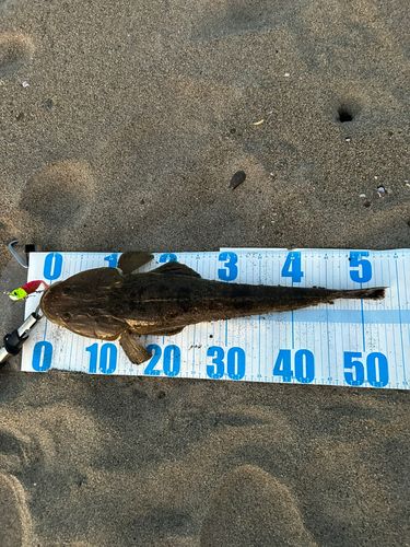 マゴチの釣果