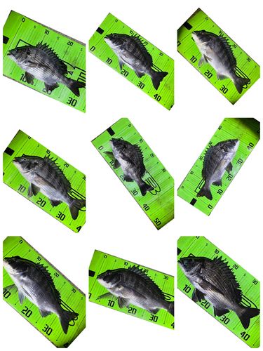クロダイの釣果