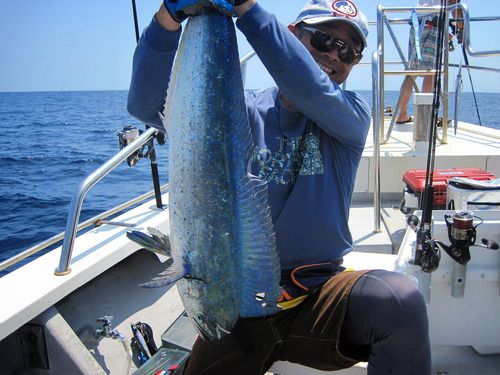 シイラの釣果