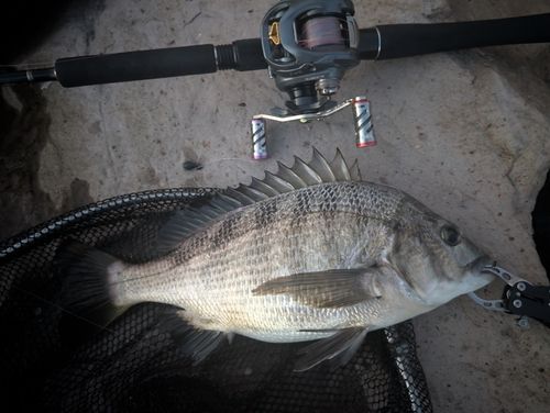 チヌの釣果