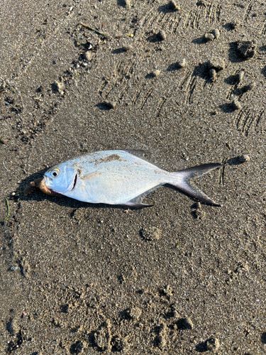 メッキの釣果