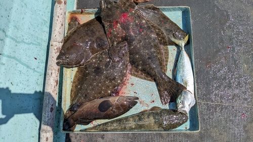 ヒラメの釣果