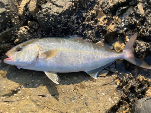 シオの釣果