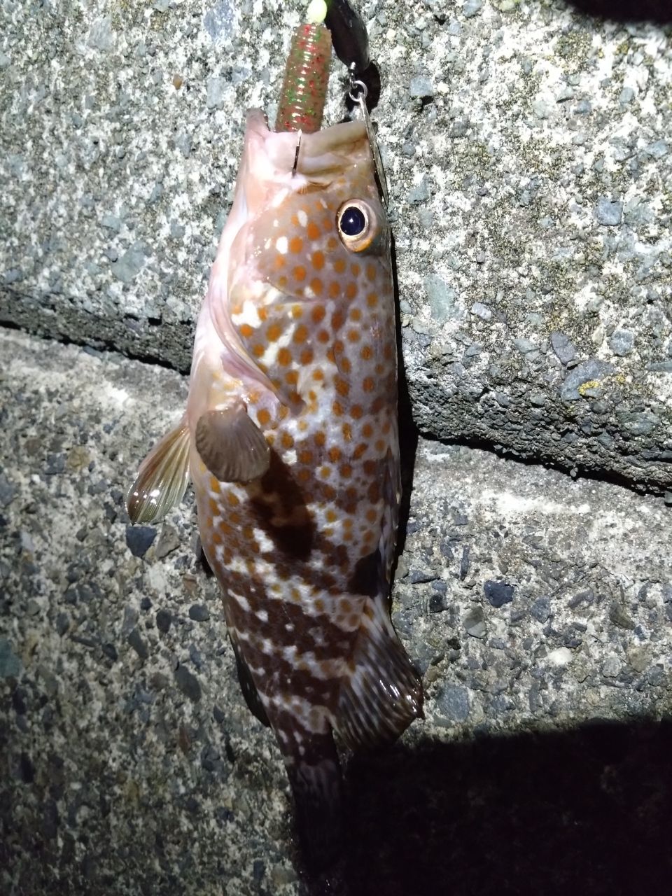 アコウ