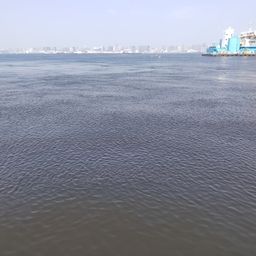 カタクチイワシ