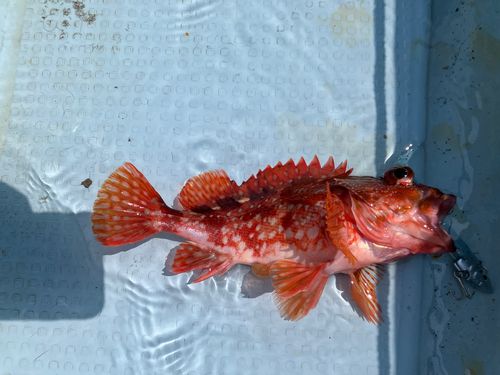 カサゴの釣果