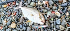 カンパチの釣果