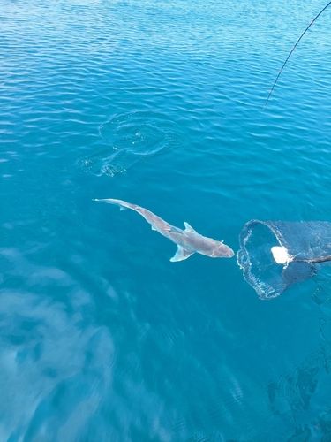 サメの釣果
