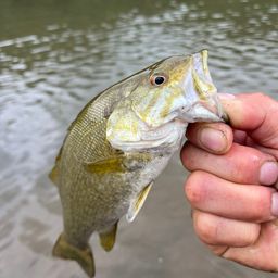スモールマウスバス