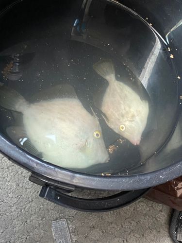 カワハギの釣果