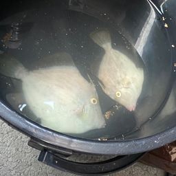カワハギ