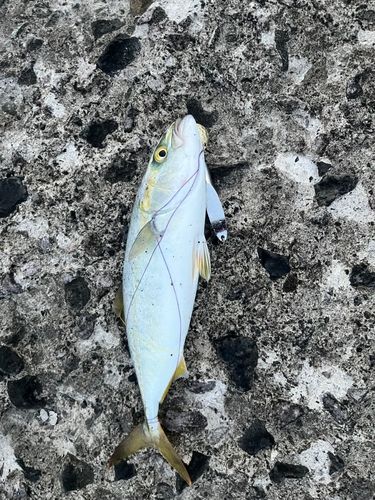 ツバスの釣果