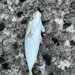 ツバス