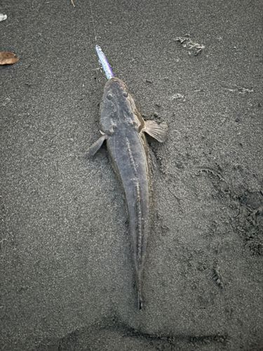 マゴチの釣果