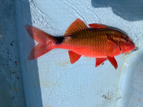 オジサンの釣果