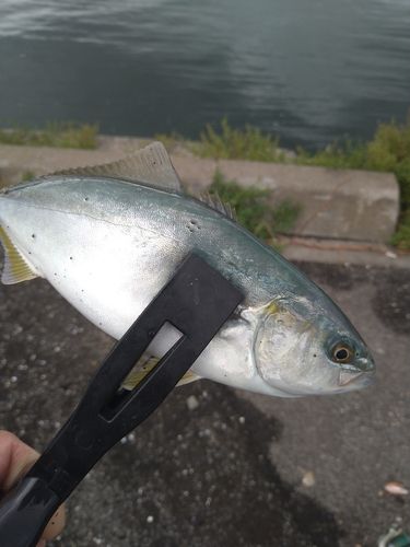 シャコの釣果