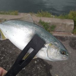 シャコ