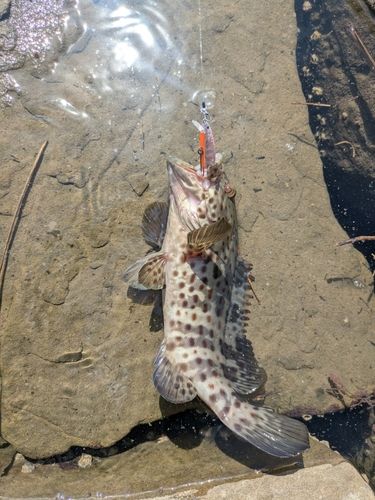 チャイロマルハタの釣果