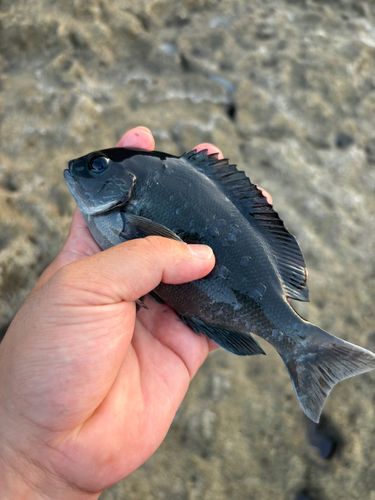グレの釣果