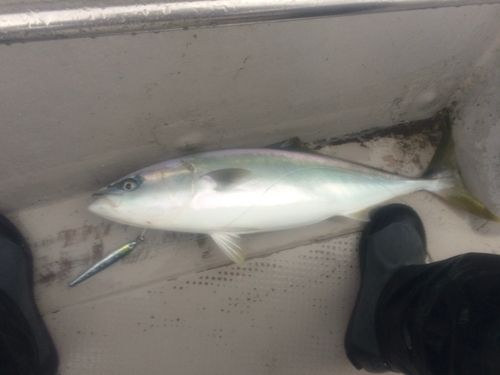 イナダの釣果