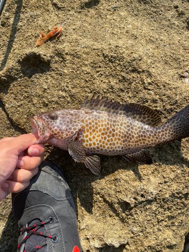 オオモンハタの釣果