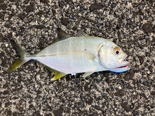 ギンガメアジの釣果