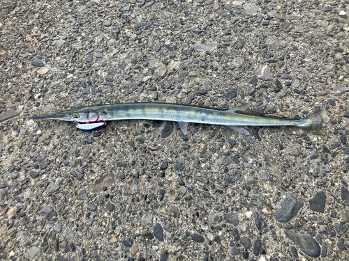 ダツの釣果