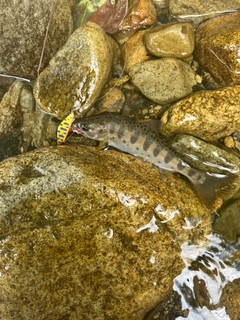 ヤマメの釣果