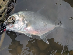メッキの釣果