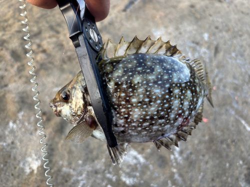 アイゴの釣果