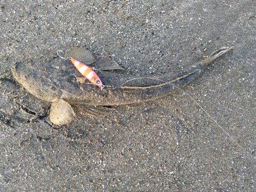 マゴチの釣果