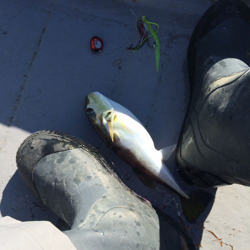 シロサバフグの釣果