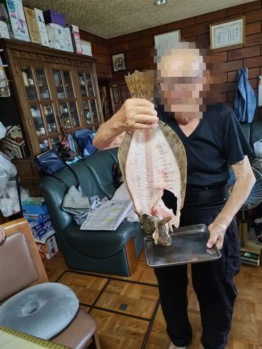 ヒラメの釣果