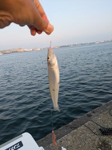キスの釣果
