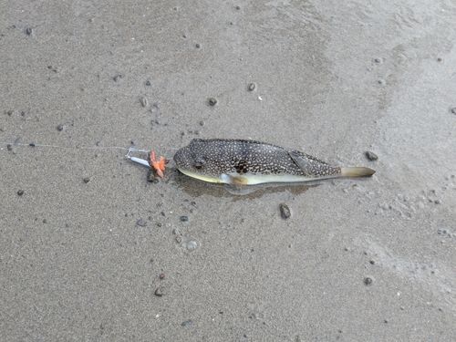 クサフグの釣果