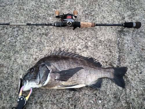 クロダイの釣果