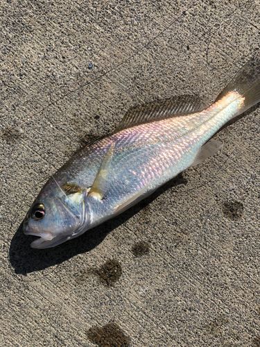 イシモチの釣果