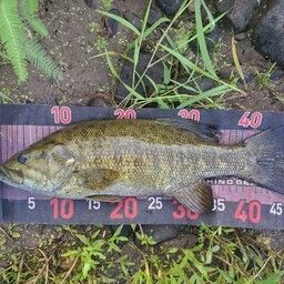 スモールマウスバス