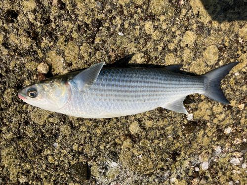 ボラの釣果