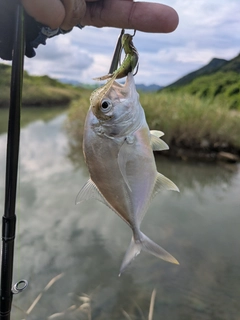メッキの釣果