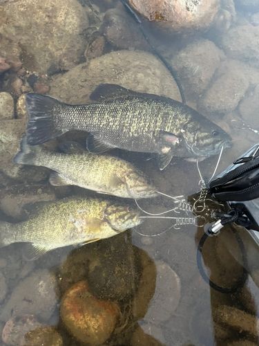 スモールマウスバスの釣果
