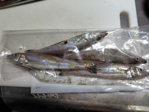 キスの釣果