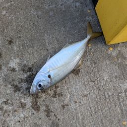 アジ