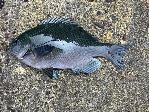 メジナの釣果