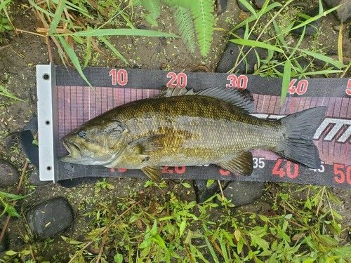 スモールマウスバスの釣果