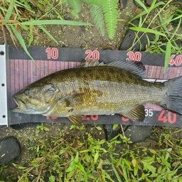 スモールマウスバス